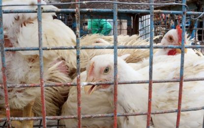 La gripe aviar llegó a las aves de corral y Argentina suspendió exportaciones