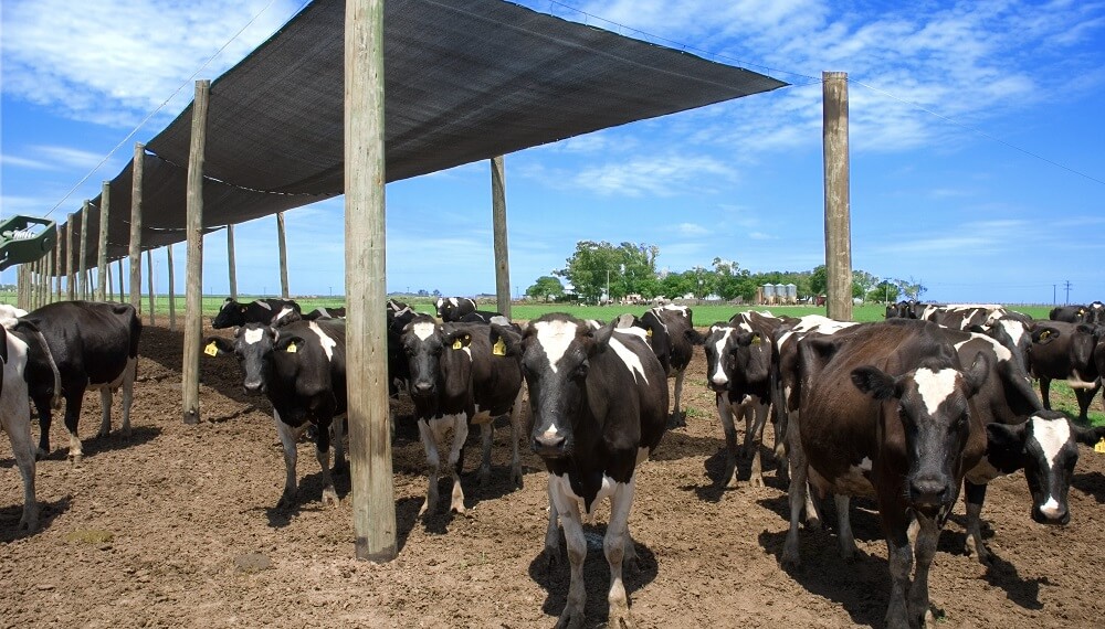 La producción de leche retomó la senda bajista y anticipan “valores negativos importantes”