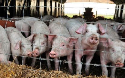 El mercado de las carnes mira con atención a China, tras un fuerte rebrote de la peste porcina