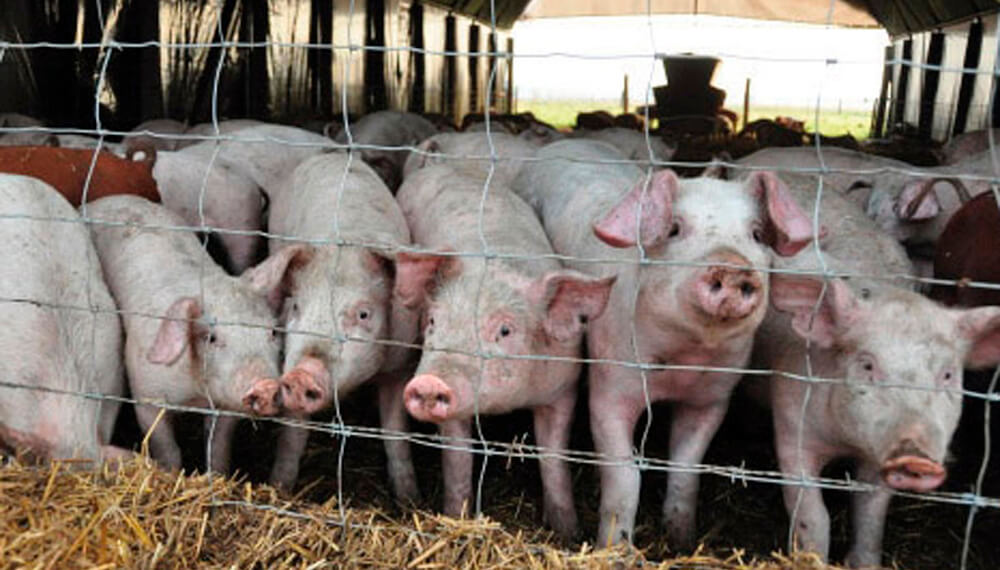 El mercado de las carnes mira con atención a China, tras un fuerte rebrote de la peste porcina