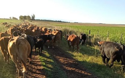 Tras el repunte del primer bimestre, los precios de la hacienda entran en otro período de retraso