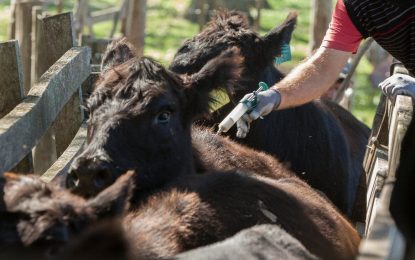 La vacunación anual contra la fiebre aftosa pone primera: el calendario para todo el país