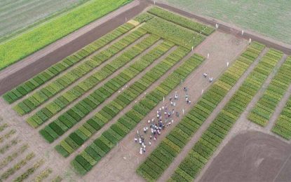 Trigo HB4: en medio de la sequía, afirman que rindió hasta 40% más que las variedades convencionales