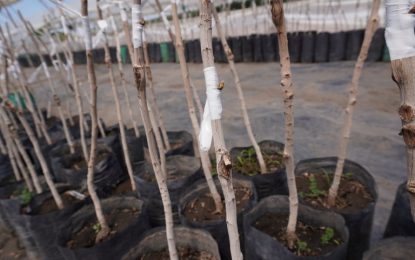 Las claves del pistacho, un cultivo que crece y busca hacerse fuerte en Mendoza