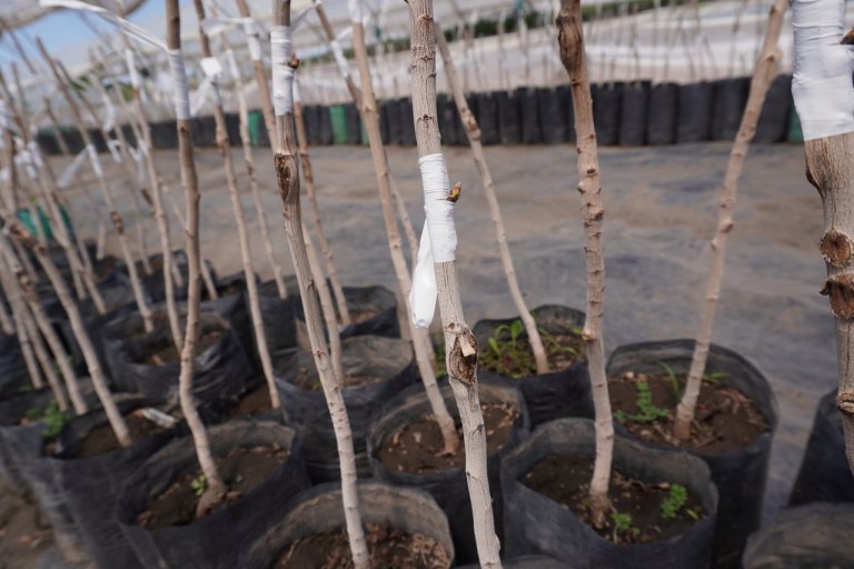 Las claves del pistacho, un cultivo que crece y busca hacerse fuerte en Mendoza