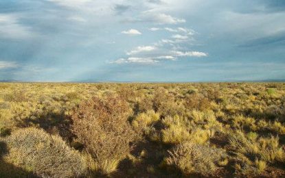 En zonas áridas, la falta de agua reduce hasta un 50% la producción forrajera
