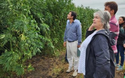 Con cosechas experimentales, el cáñamo industrial da sus primeros pasos después de 50 años