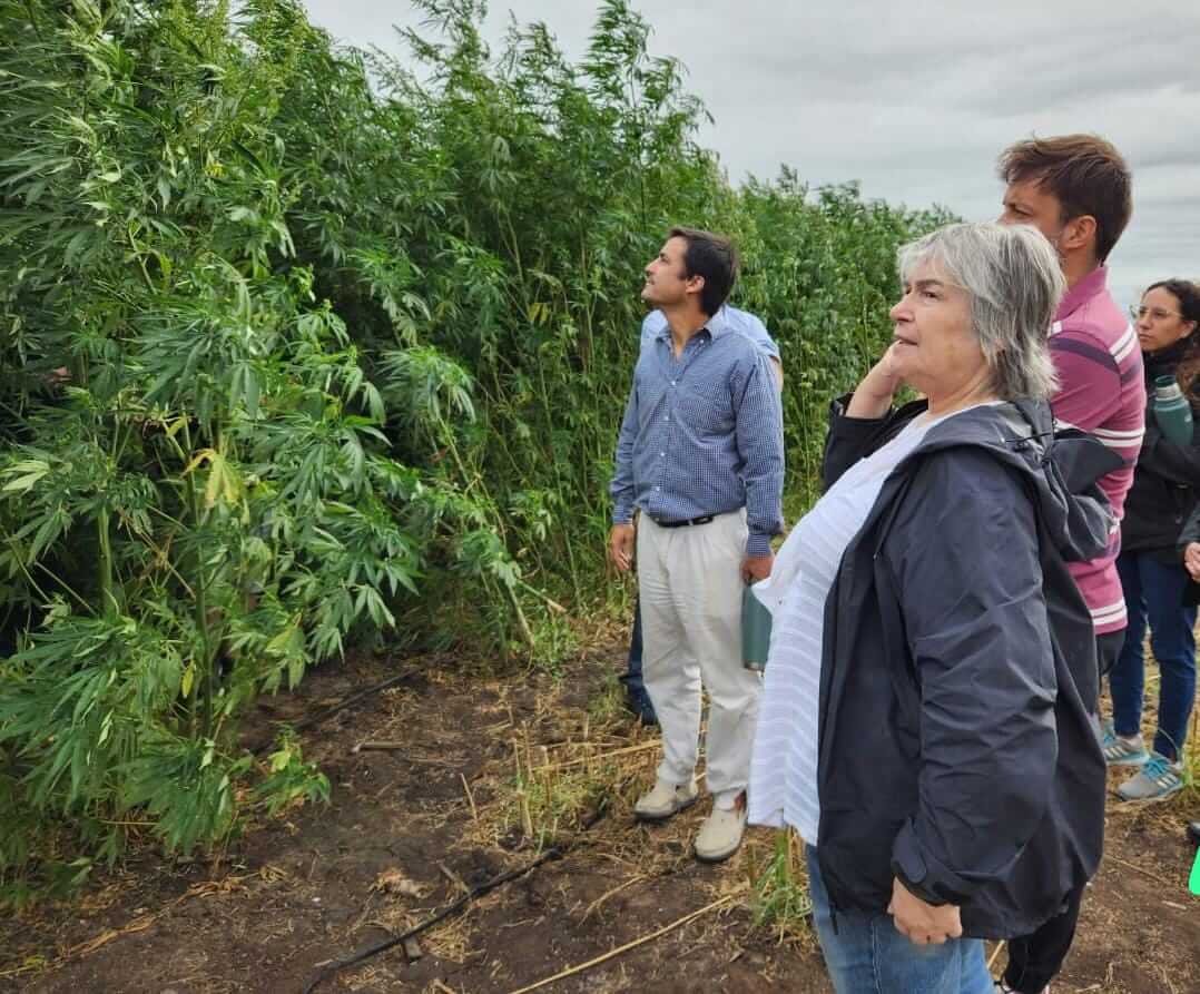 Con cosechas experimentales, el cáñamo industrial da sus primeros pasos después de 50 años