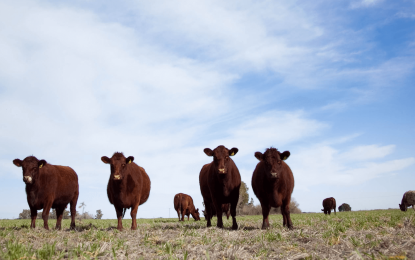 Con un récord en la cantidad de terneros, el stock bovino aumentó 1,6% en 2022