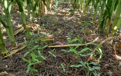 Crotalaria, un cultivo que presta servicios en verano y ofrece amplios beneficios