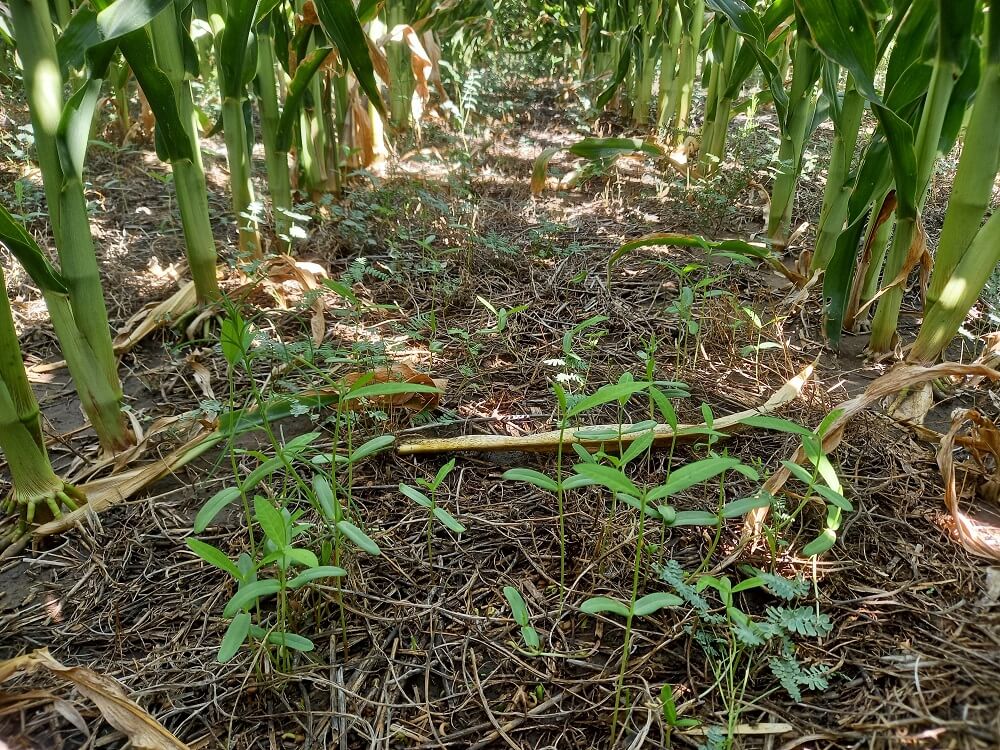 Crotalaria, un cultivo que presta servicios en verano y ofrece amplios beneficios