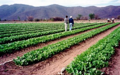 Dólar agro: establecen varias restricciones para que el beneficio llegue a las economías regionales