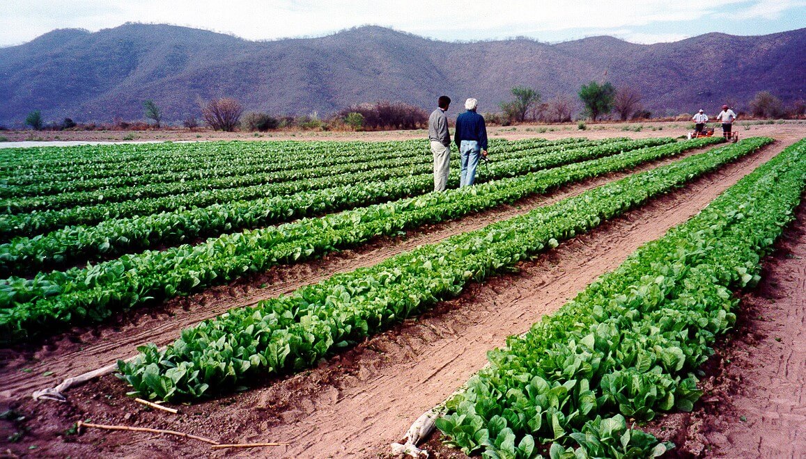 Dólar agro: establecen varias restricciones para que el beneficio llegue a las economías regionales