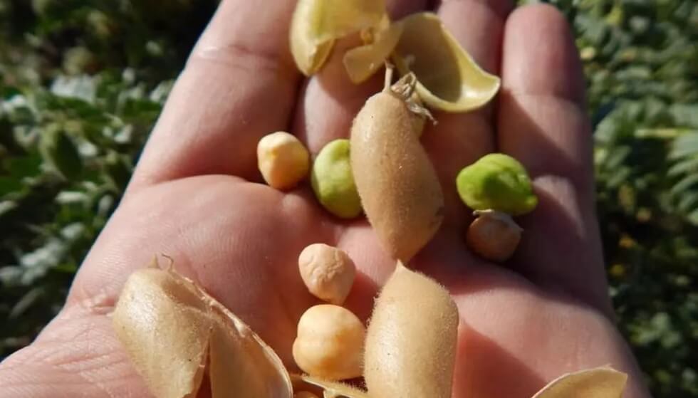 Las lluvias también le dan una nueva oportunidad al garbanzo
