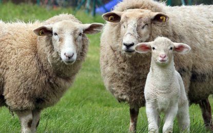El Gobierno relanzó un programa de promoción para la carne ovina