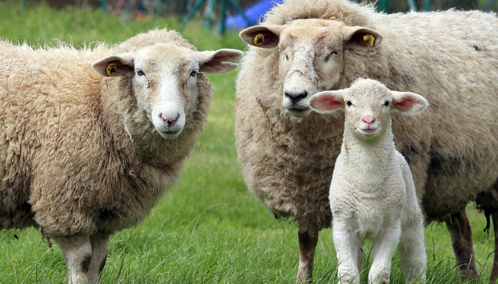 El Gobierno relanzó un programa de promoción para la carne ovina