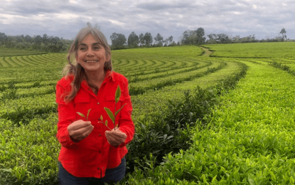 El té cumple 100 años en Argentina: radiografía de una economía regional con datos sorprendentes