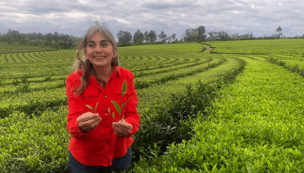 El té cumple 100 años en Argentina: radiografía de una economía regional con datos sorprendentes