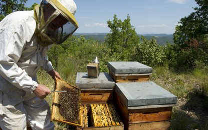 En Mendoza, el GPS de la miel ya muestra más de 100.000 colmenas y 525 productores