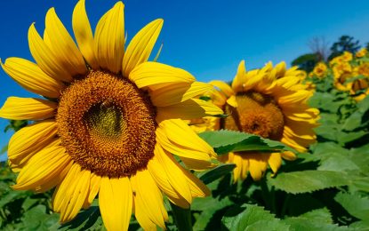 Con límites a las exportaciones, el Gobierno sumó al girasol, la cebada y el sorgo al “dólar agro”