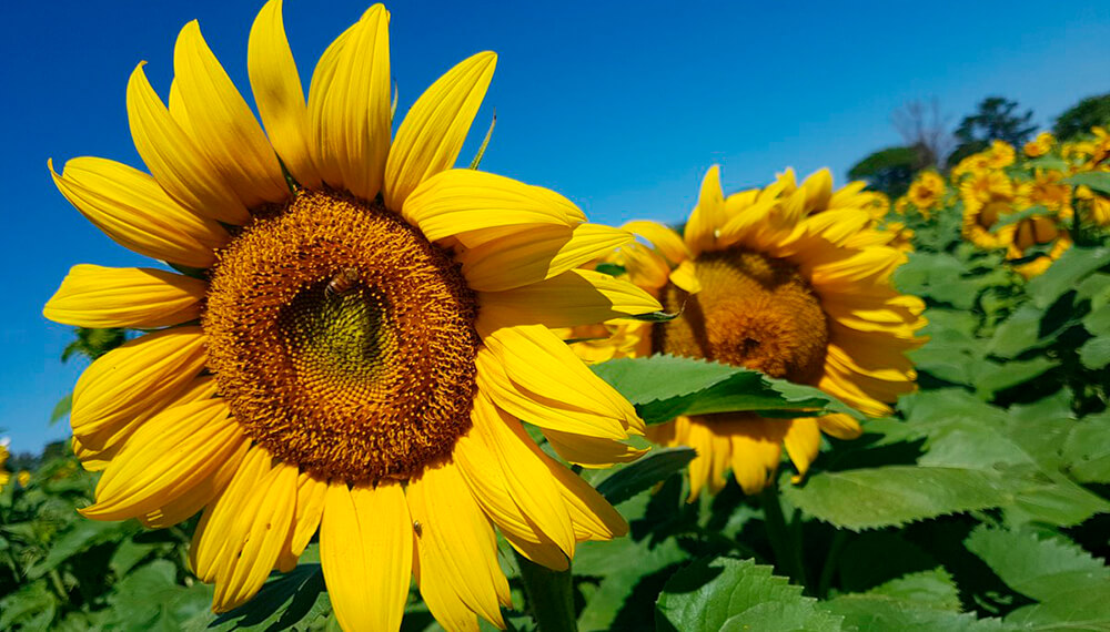 Con límites a las exportaciones, el Gobierno sumó al girasol, la cebada y el sorgo al “dólar agro”