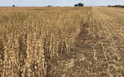 Comenzó la cosecha de soja de segunda y los datos prolongan el bajón productivo