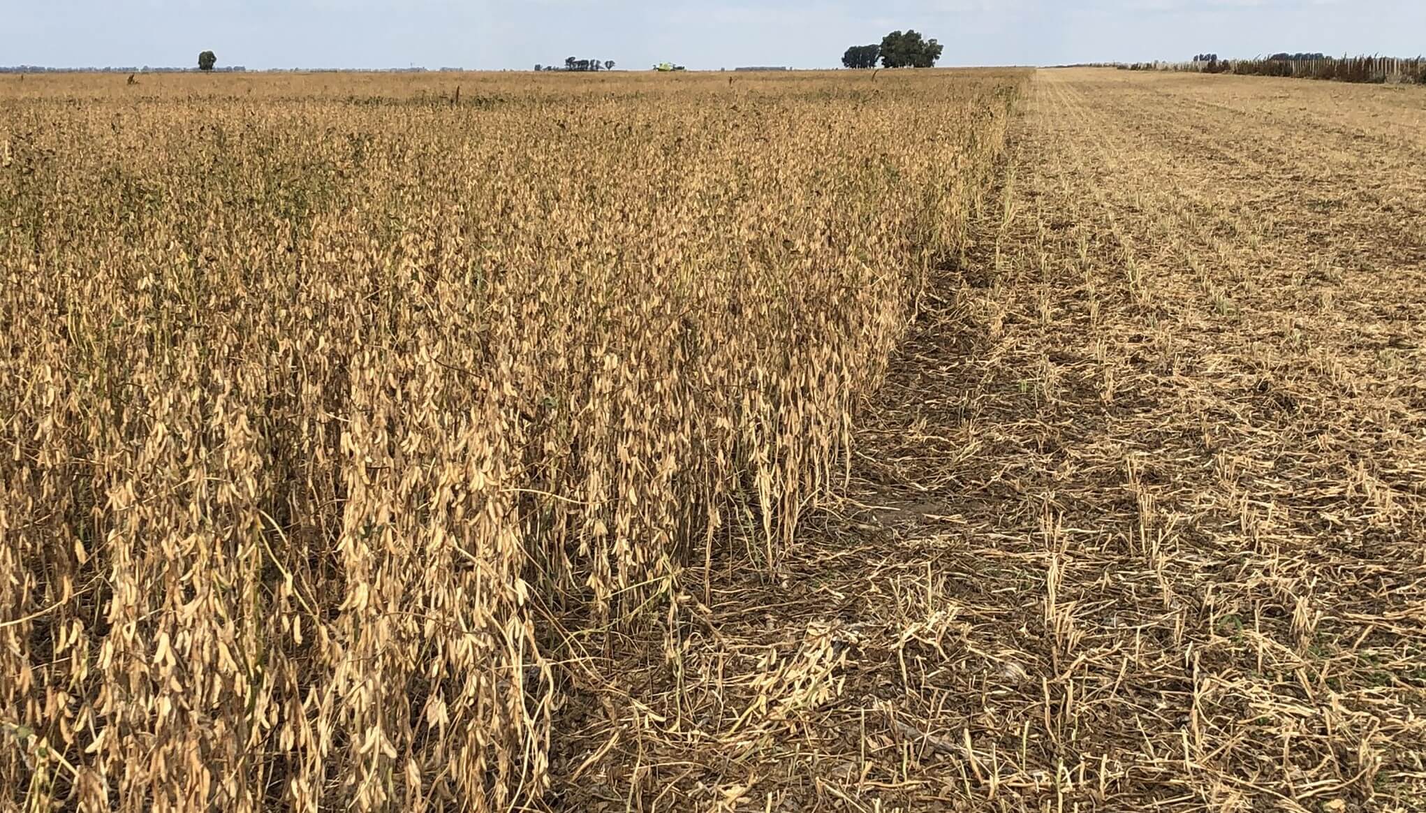 Comenzó la cosecha de soja de segunda y los datos prolongan el bajón productivo