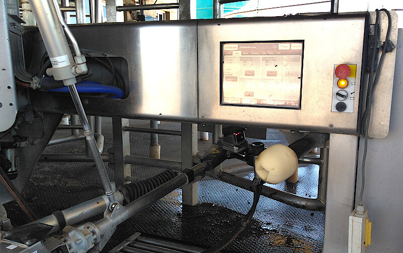Robots que ordeñan vacas: la inteligencia artificial también crece en los tambos