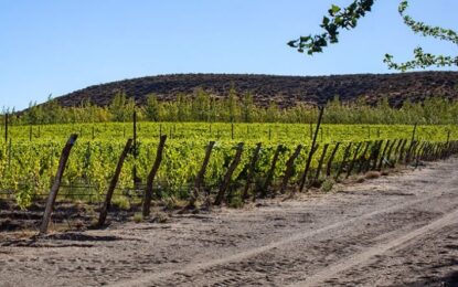 Sarmiento, una nueva identificación geográfica para el vino argentino