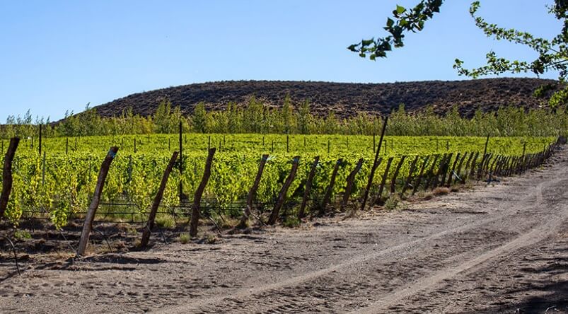 Sarmiento, una nueva identificación geográfica para el vino argentino
