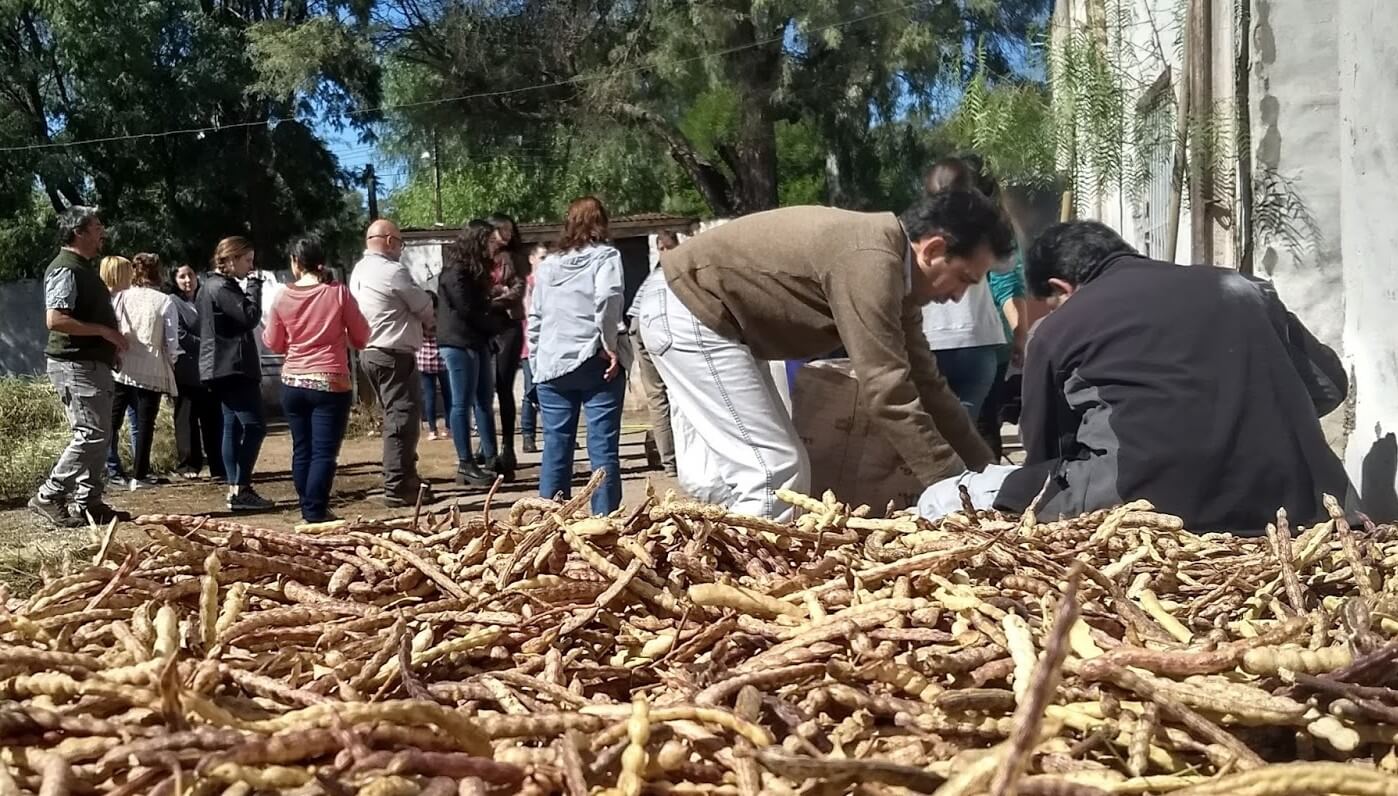 En la Reserva de Ñancuñan, la harina de algarroba amasa un futuro para 500 familias