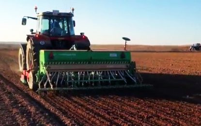 El trigo corre de atrás en el inicio del ciclo: la condición hídrica es aún peor que la del año pasado