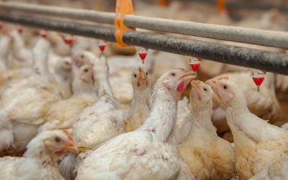 Tras los primeros casos en dos aves silvestres, la alerta por la gripe aviar llegó a Brasil