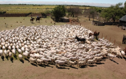 Con las ovejas, apostaron a frenar la desertificación y recibirán su primer pago por créditos de carbono