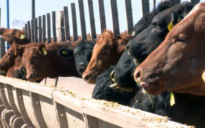 Se acabó la sobreoferta de carne: “De acá en adelante, comienza a disminuir la hacienda en corrales”