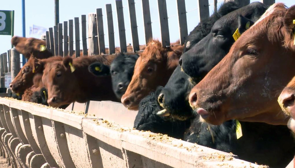 Se acabó la sobreoferta de carne: “De acá en adelante, comienza a disminuir la hacienda en corrales”