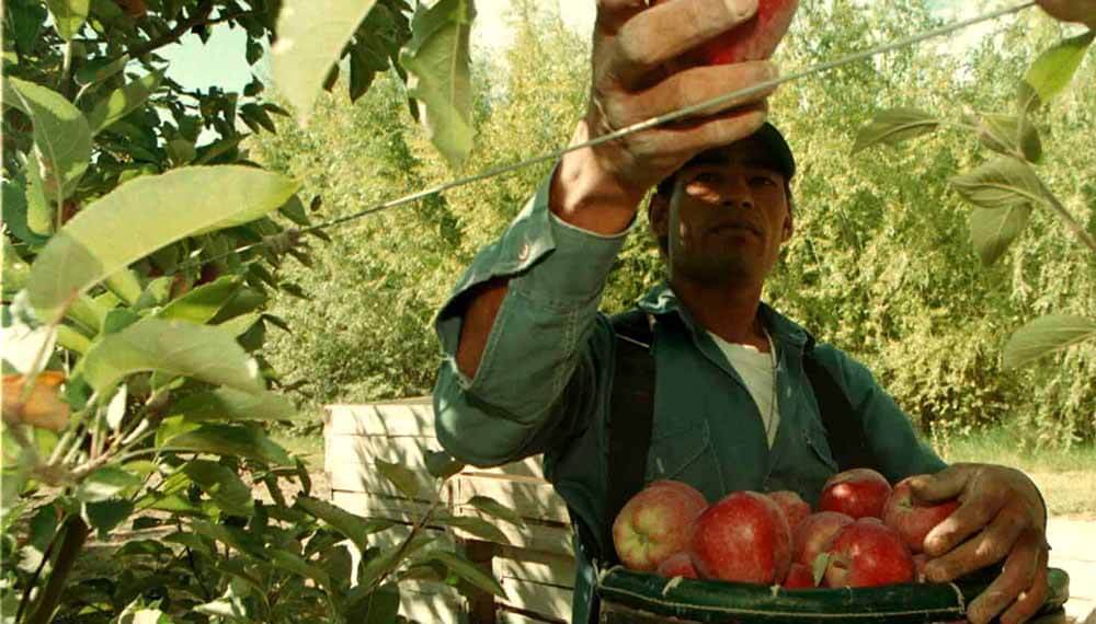 Anuncian importante mejora para trabajadores rurales temporales: podrán usar la Tarjeta Alimentar