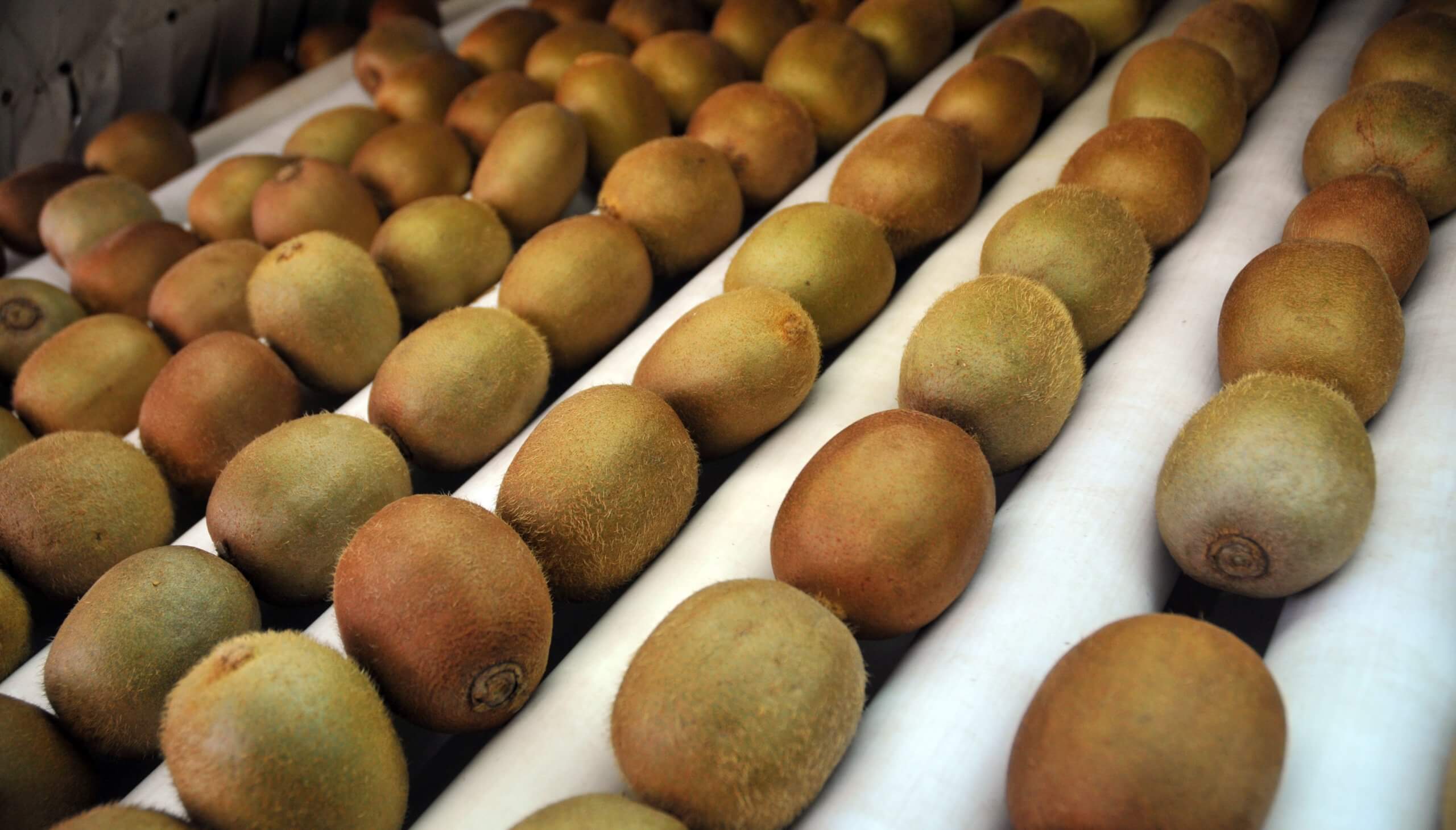 De Miramar a España: una cooperativa de productores marcó un hito exportador con el kiwi