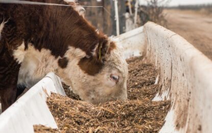 La actividad ganadera, en medio de una nebulosa: “Estamos en un stand by que es carísimo”