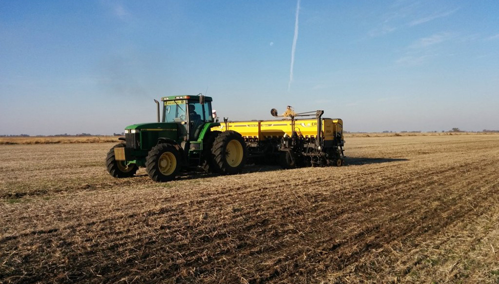Con lluvias insuficientes en algunas zonas agrícolas, el trigo pierde otras 200.000 hectáreas
