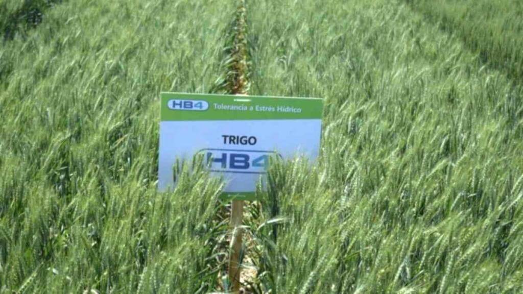 Sanidad, calidad y rendimiento: un análisis comparativo del INTA sobre las variedades de trigo tolerantes a sequía