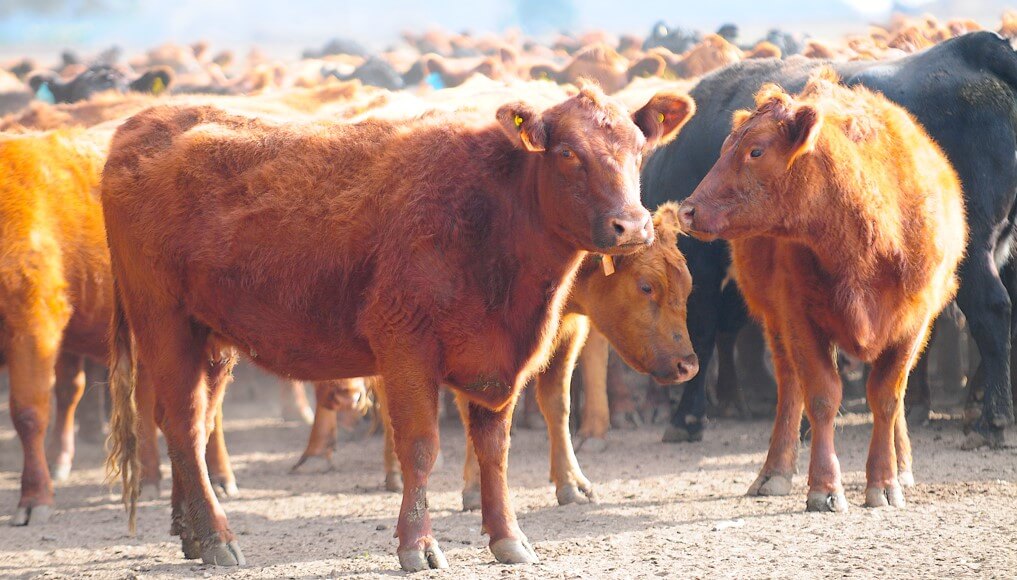 La liquidación de vientres, una alerta amarilla en la ganadería que comienza a ponerse roja