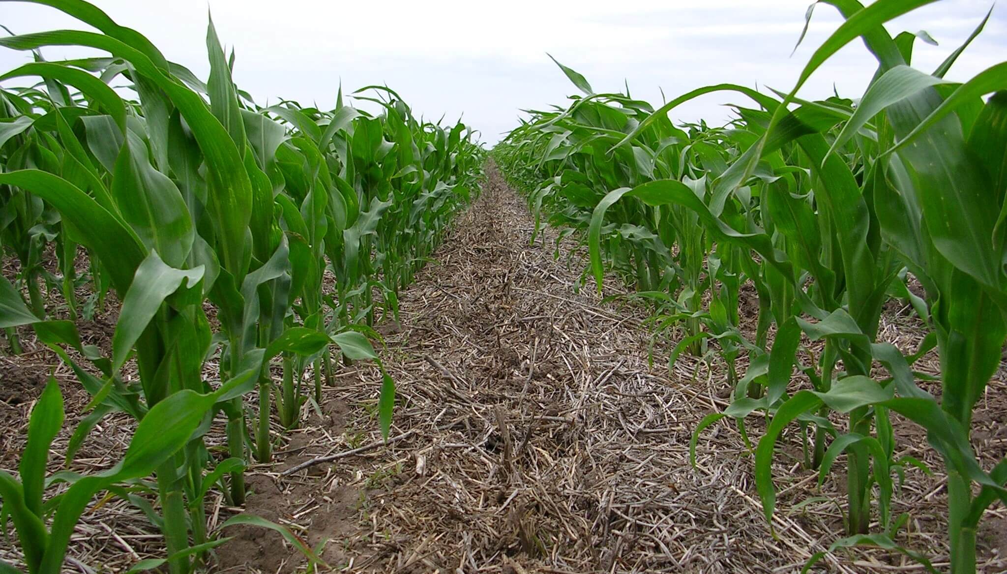Maíz 2023/24: siembras tempranas y mayores densidades, claves para subir al techo con El Niño