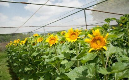 Investigan cómo maximizar la fotosíntesis del girasol para elevar su rendimiento