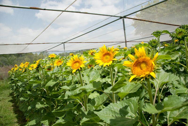 Investigan cómo maximizar la fotosíntesis del girasol para elevar su rendimiento