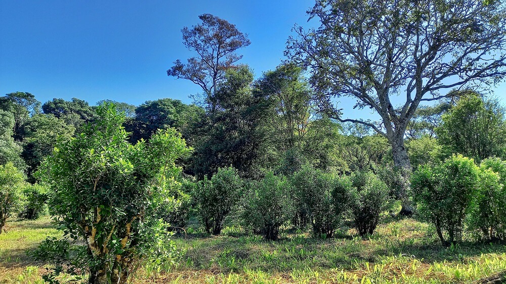 Se aprobó la certificación de la primera yerba mate orgánica “amiga de las aves”
