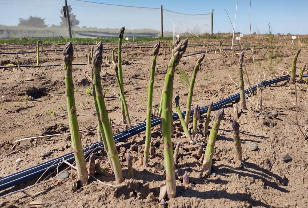 Los espárragos buscan volver a su época dorada en el Valle del Río Colorado