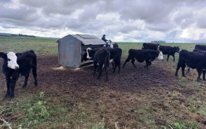 Autoconsumo: una tendencia que “engorda” en Argentina como alternativa al feedlot