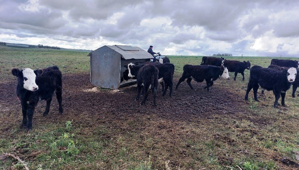 Autoconsumo: una tendencia que “engorda” en Argentina como alternativa al feedlot