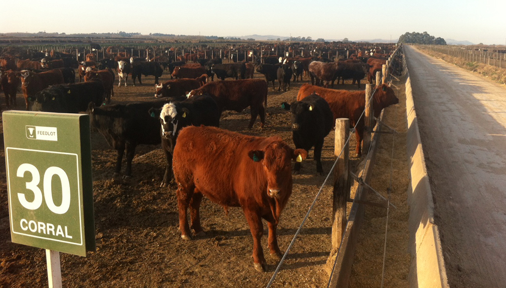 Dura crítica de los feedlots a Massa: “Es llamativo que desconozca los daños a la producción primaria”